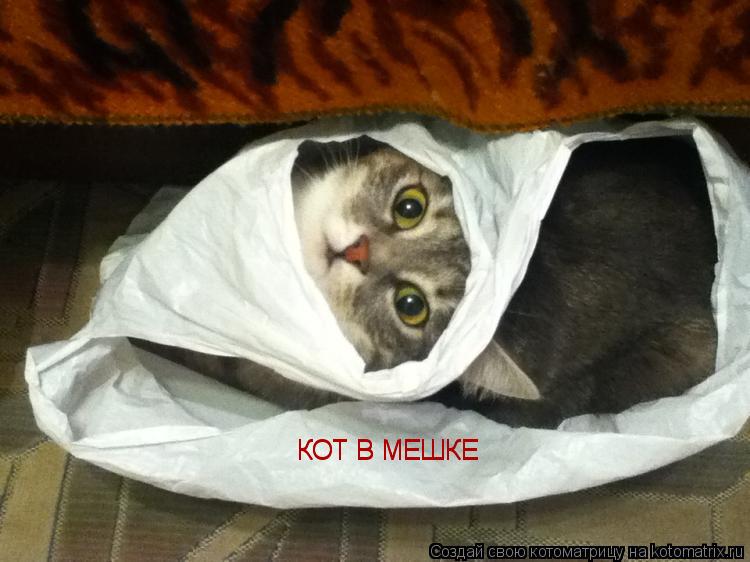 КОТ В МЕШКЕ КОТ В МЕШКЕ... Котоматрица: КОТ В МЕШКЕ КОТ В МЕШКЕ