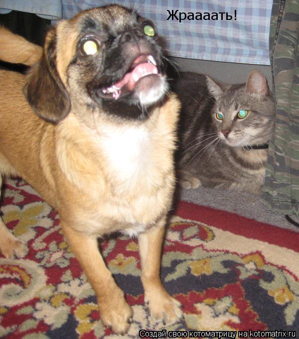 Жраааать!... Котоматрица: Жраааать!