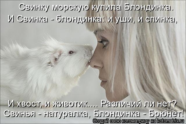 Свинку морскую купила Блондинка. И Свинка - блондинка: и уши, и спинка, И хвост, и животик.... Различ... Котоматрица: Свинку морскую купила Блондинка. И Свинка - блондинка: и уши, и спинка, И хвост, и животик.... Различий ли нет? Свинья - натуралка, Блондинка - Бр