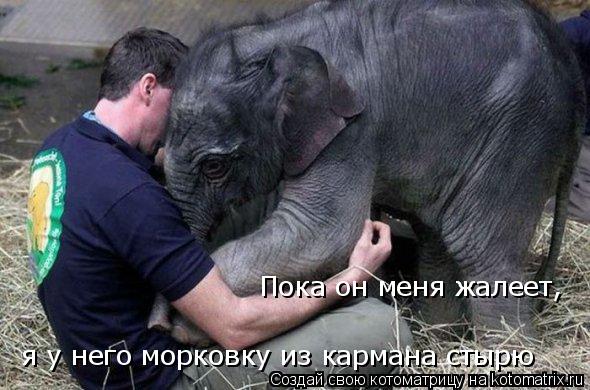 Пока он меня жалеет, я у него морковку из кармана стырю... Котоматрица: Пока он меня жалеет, я у него морковку из кармана стырю