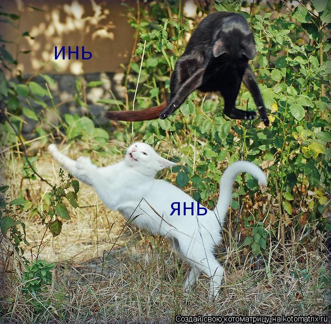 ИНЬ ЯНЬ... Котоматрица: ИНЬ ЯНЬ