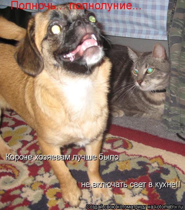Полночь... полнолуние... не включать свет в кухне!! Короче хозяевам лучше было... Котоматрица: Полночь... полнолуние... не включать свет в кухне!! Короче хозяевам лучше было