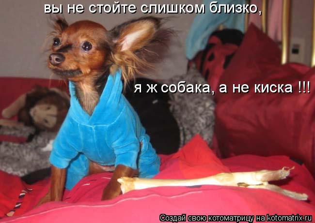 вы не стойте слишком близко, я ж собака, а не киска !!!... Котоматрица: вы не стойте слишком близко, я ж собака, а не киска !!!