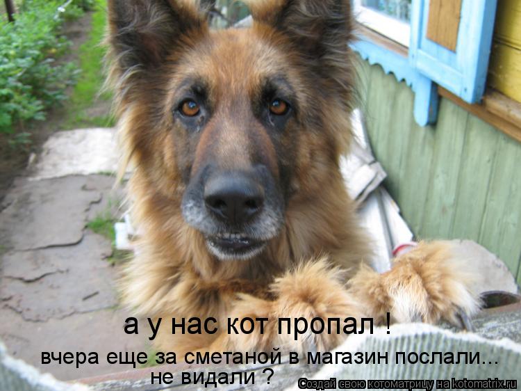 а у нас кот пропал ! вчера еще за сметаной в магазин послали... не видали ?... Котоматрица: а у нас кот пропал ! вчера еще за сметаной в магазин послали... не видали ?