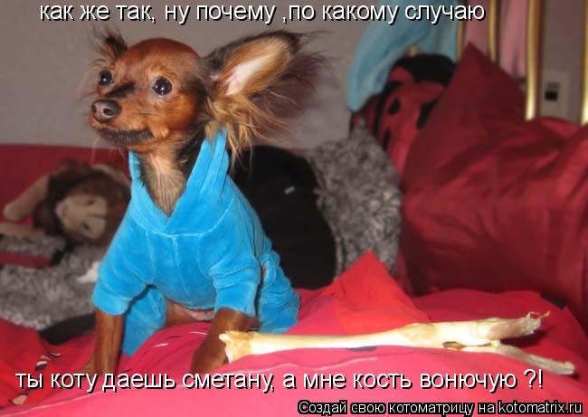 как же так, ну почему ,по какому случаю ты коту даешь сметану, а мне кость вонючую ?!... Котоматрица: как же так, ну почему ,по какому случаю ты коту даешь сметану, а мне кость вонючую ?!