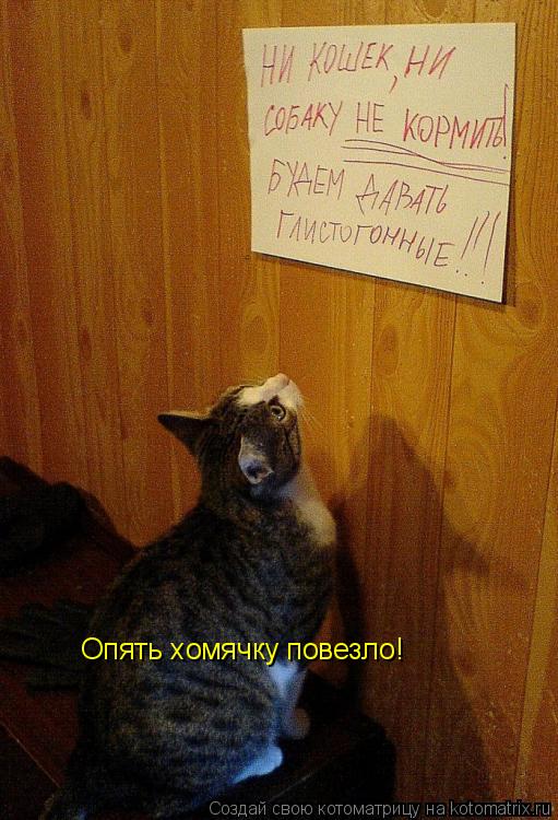 Опять хомячку повезло!... Котоматрица: Опять хомячку повезло!