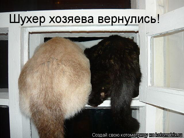 Шухер хозяева вернулись!... Котоматрица: Шухер хозяева вернулись!