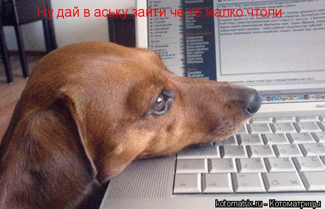 Ну дай в аську зайти че те жалко чтоли... Котоматрица: Ну дай в аську зайти че те жалко чтоли