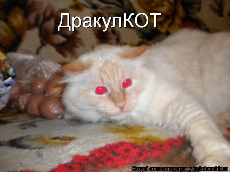 ДракулКОТ... Котоматрица: ДракулКОТ