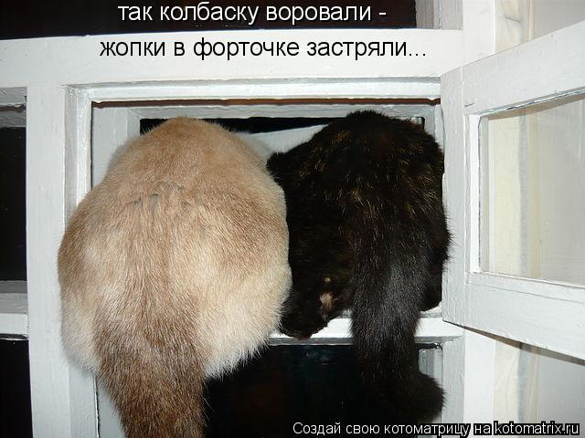 так колбаску воровали - жопки в форточке застряли...... Котоматрица: так колбаску воровали - жопки в форточке застряли...