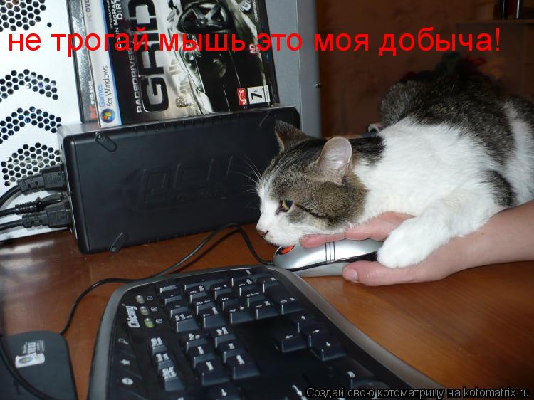 не трогай мышь это моя добыча!... Котоматрица: не трогай мышь это моя добыча!