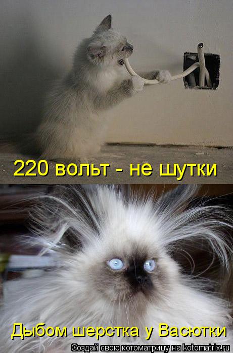 220 вольт - не шутки Дыбом шерстка у Васютки... Котоматрица: 220 вольт - не шутки Дыбом шерстка у Васютки
