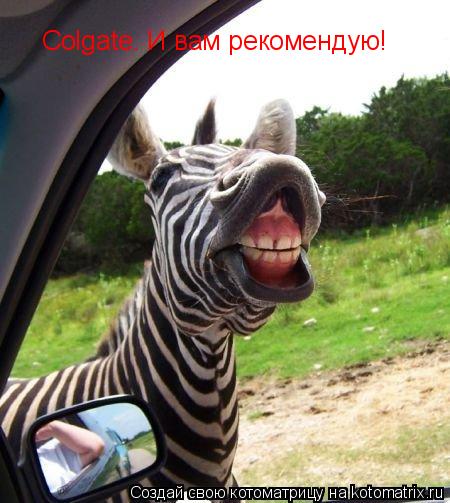 Colgate. И вам рекомендую!... Котоматрица: Colgate. И вам рекомендую!