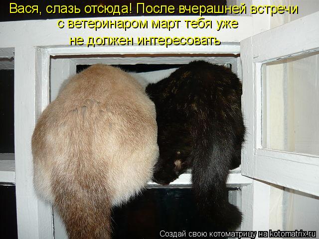 Вася, слазь отсюда! После вчерашней встречи с ветеринаром март тебя уже не должен интересовать... Котоматрица: Вася, слазь отсюда! После вчерашней встречи с ветеринаром март тебя уже не должен интересовать