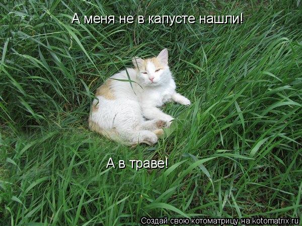 А меня не в капусте нашли! А в траве!... Котоматрица: А меня не в капусте нашли! А в траве!