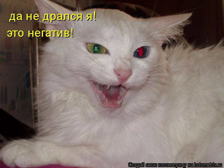 да не дрался я! это негатив!... Котоматрица: да не дрался я! это негатив!