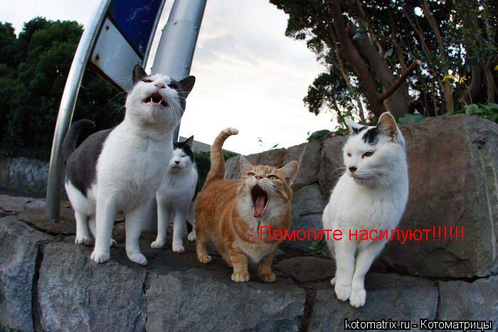 - Помогите насилуют!!!!!!... Котоматрица: - Помогите насилуют!!!!!!