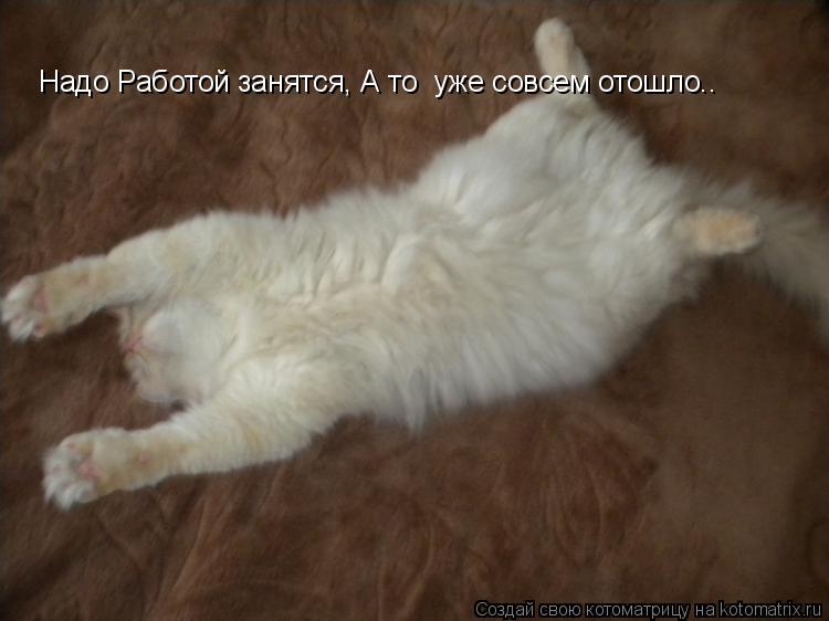 Надо Работой занятся, А то уже совсем отошло..... Котоматрица: Надо Работой занятся, А то уже совсем отошло..
