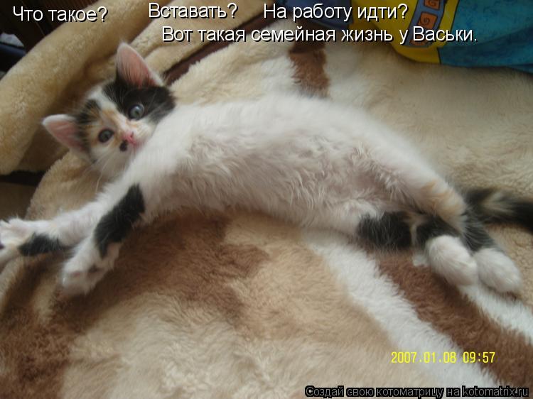 Что такое? Втавать? Вставать? На работу идти? Вот такая семейная жизнь у Васьки.... Котоматрица: Что такое? Втавать? Вставать? На работу идти? Вот такая семейная жизнь у Васьки.