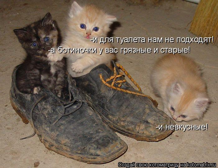 Котоматрица: -а ботиночки у вас грязные и старые! -и невкусные! -и для туалета нам не подходят!