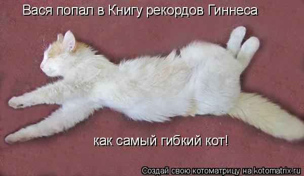 Котоматрица: Вася попал в Книгу рекордов Гиннеса как самый гибкий кот!