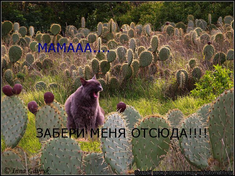 Котоматрица: МАМААА.... ЗАБЕРИ МЕНЯ ОТСЮДА!!!!