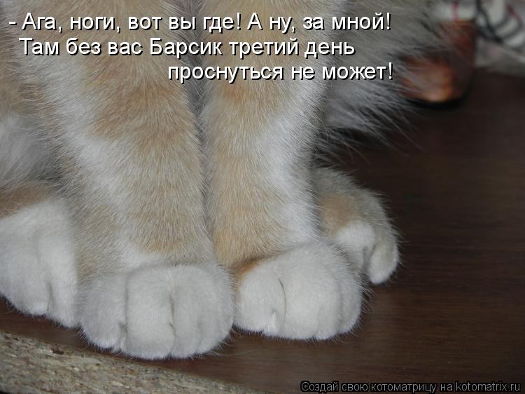 - Ага, ноги, вот вы где! А ну, за мной! Там без вас Барсик третий день проснуться не может!... Котоматрица: - Ага, ноги, вот вы где! А ну, за мной! Там без вас Барсик третий день проснуться не может!