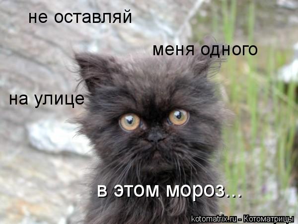 Котоматрица: не оставляй меня одного на улице в этом мороз...