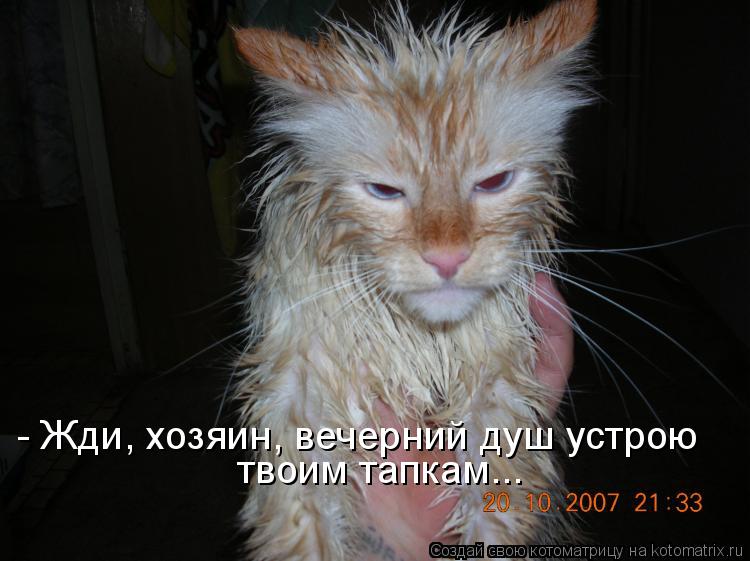 Котоматрица: - Жди, хозяин, вечерний душ устрою твоим тапкам...