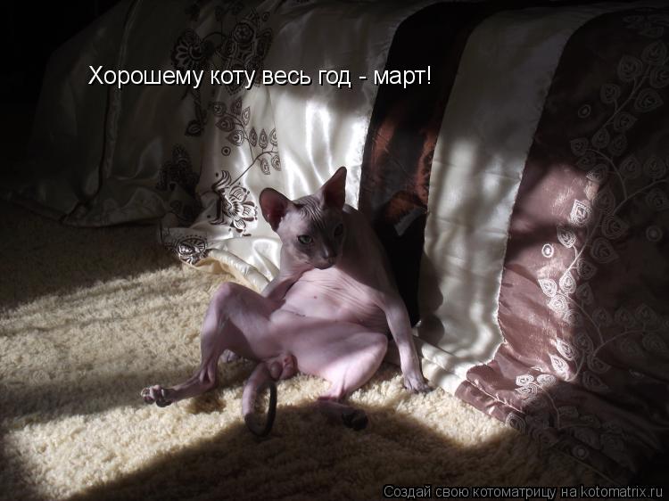 Котоматрица: Хорошему коту весь год - март!