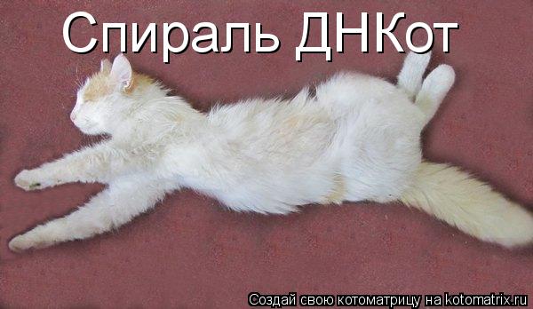 Котоматрица: Спираль ДНКот