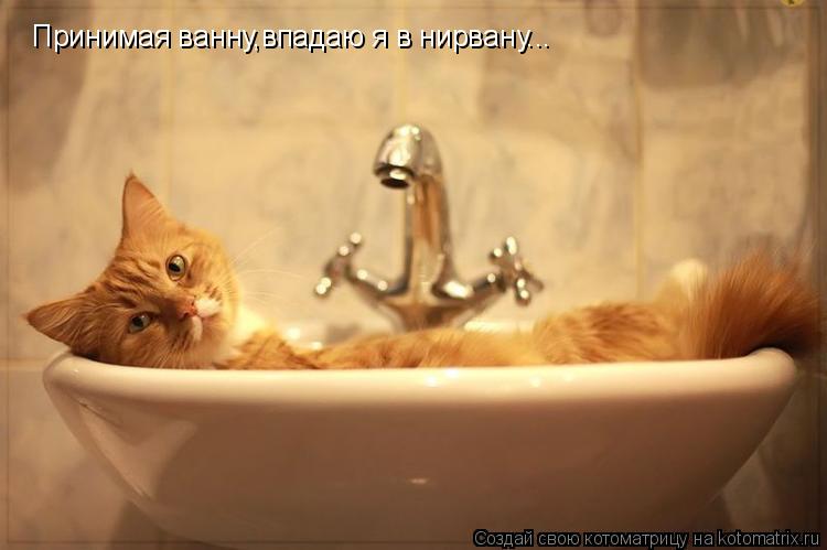 Котоматрица: Принимая ванну,впадаю я в нирвану...