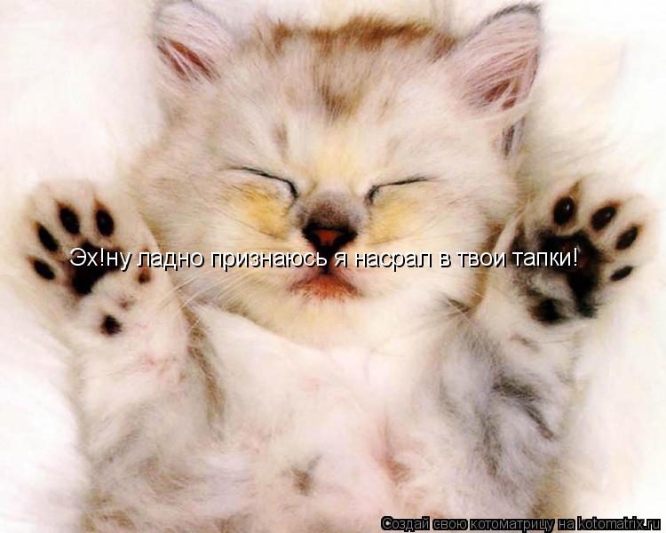 Котоматрица: Эх!ну ладно признаюсь я насрал в твои тапки!