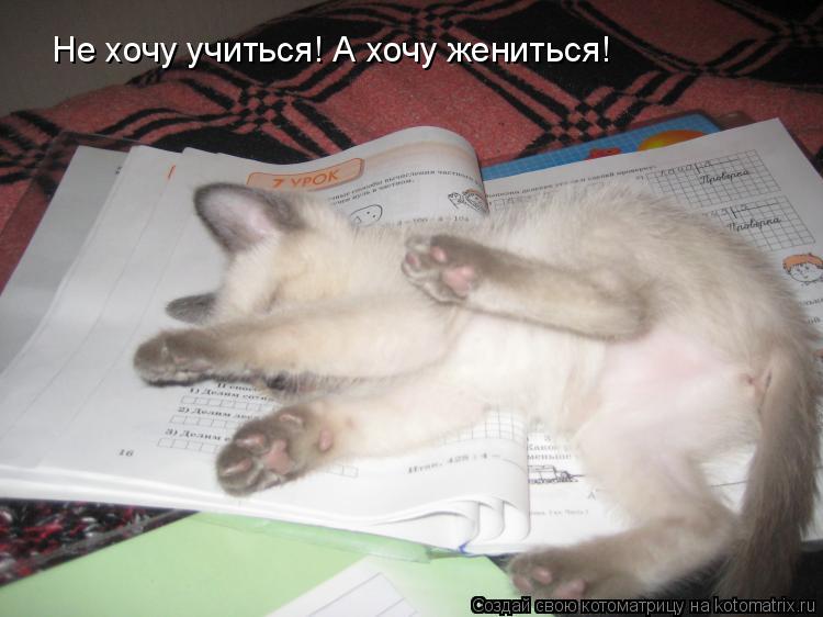 Котоматрица: Не хочу учиться! А хочу жениться!