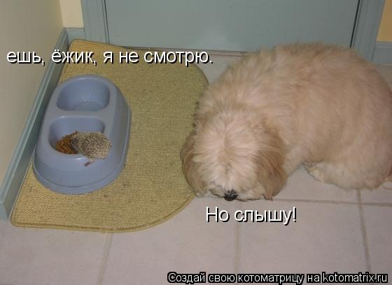 ешь, ёжик, я не смотрю. Но слышу!... Котоматрица: ешь, ёжик, я не смотрю. Но слышу!