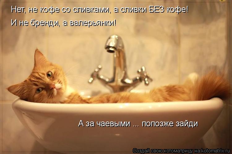 Нет, не кофе со сливками, а сливки БЕЗ кофе! И не бренди, а валерьянки! А за чаевыми ... попозже зайд... Котоматрица: Нет, не кофе со сливками, а сливки БЕЗ кофе! И не бренди, а валерьянки! А за чаевыми ... попозже зайди