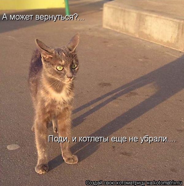 А может вернуться?... Поди, и котлеты еще не убрали....... Котоматрица: А может вернуться?... Поди, и котлеты еще не убрали....