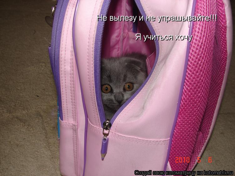 Не вылезу и не упрашывайте!!! Я учиться хочу... Котоматрица: Не вылезу и не упрашывайте!!! Я учиться хочу