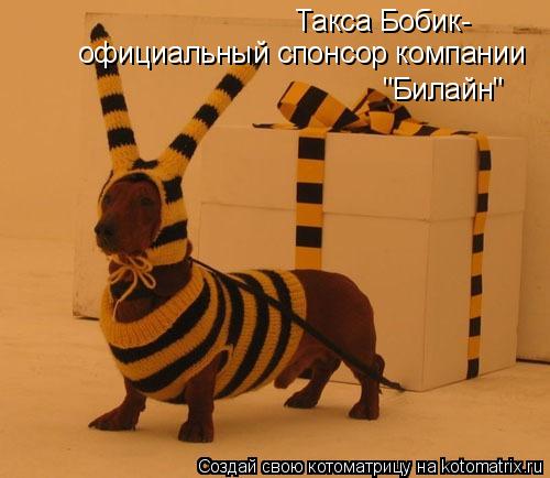 Такса Бобик-официальный спонсор компании "Билайн" Такса Бобик- официальный спонсор компании "Билайн"... Котоматрица: Такса Бобик-официальный спонсор компании "Билайн" Такса Бобик- официальный спонсор компании "Билайн"