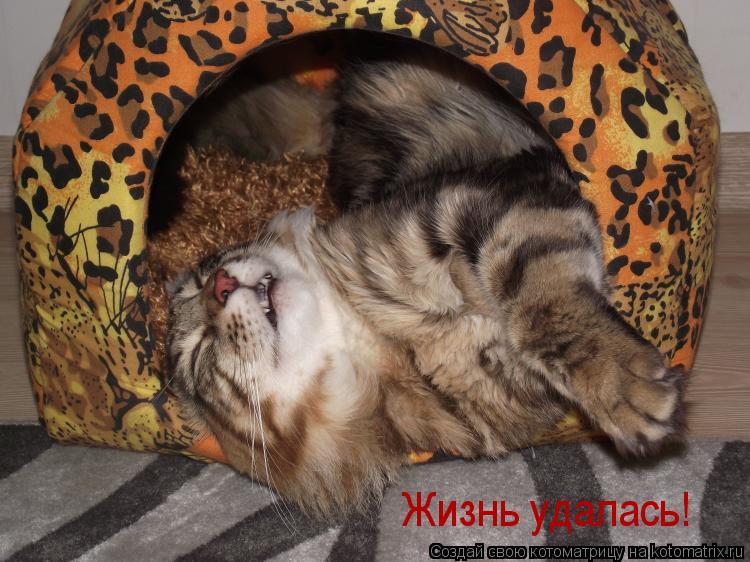 Жизнь удалась!... Котоматрица: Жизнь удалась!
