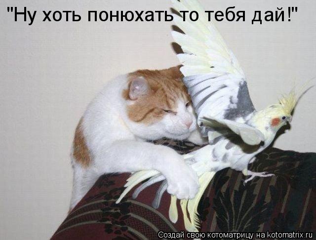 "Ну хоть понюхать то тебя дай!"... Котоматрица: "Ну хоть понюхать то тебя дай!"