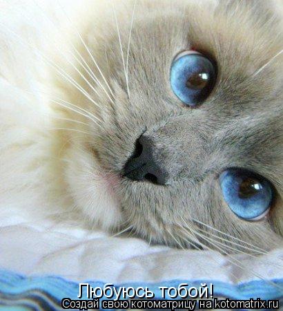 Котоматрица: Любуюсь тобой!