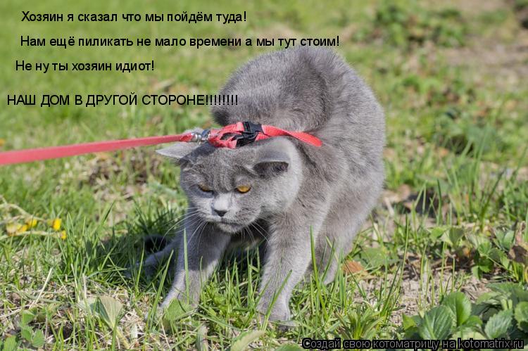Хозяин я сказал что мы пойдём туда! Нам ещё пиликать не мало времени а мы тут стоим! Не ну ты хозяин ... Котоматрица: Хозяин я сказал что мы пойдём туда! Нам ещё пиликать не мало времени а мы тут стоим! Не ну ты хозяин идиот! НАШ ДОМ В ДРУГОЙ СТОРОНЕ!!!!!!!!