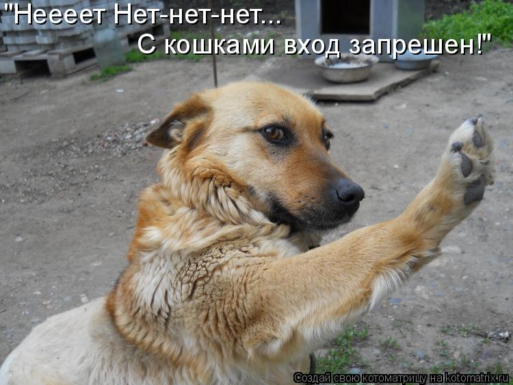"Неееет Нет-нет-нет... С кошками вход запрешен!"... Котоматрица: "Неееет Нет-нет-нет... С кошками вход запрешен!"
