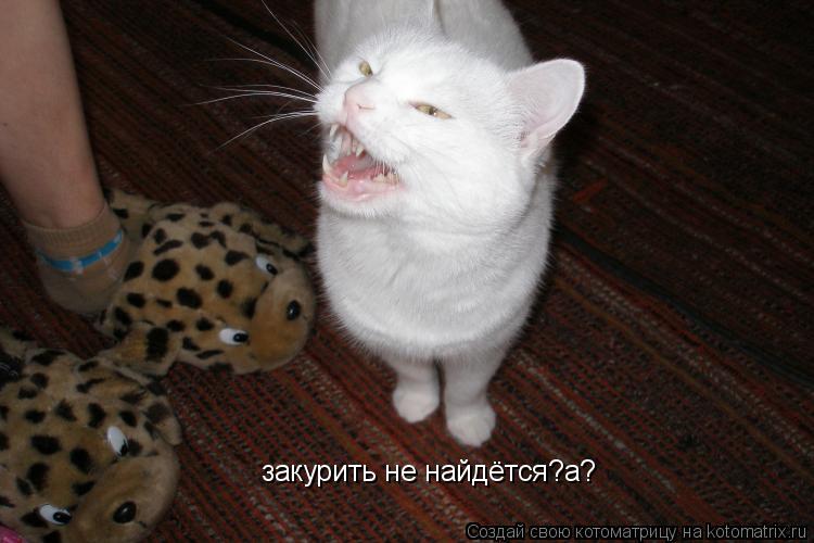 закурить не найдётся?а?... Котоматрица: закурить не найдётся?а?