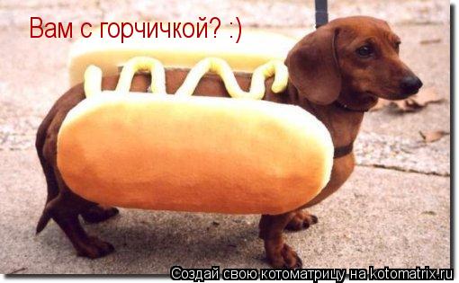 Вам с горчичкой? :)... Котоматрица: Вам с горчичкой? :)