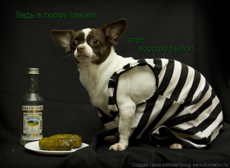 Ведь в тюрму сажают, чтоб хорошо было!!...... Котоматрица: Ведь в тюрму сажают, чтоб хорошо было!!...