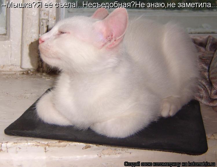 --Мышка?Я её съела!..Несъедобная?Не знаю,не заметила...... Котоматрица: --Мышка?Я её съела!..Несъедобная?Не знаю,не заметила...