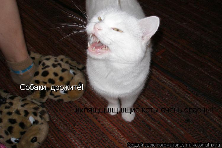 Собаки, дрожите! щипящщщщщщие коты очень опасны!... Котоматрица: Собаки, дрожите! щипящщщщщщие коты очень опасны!