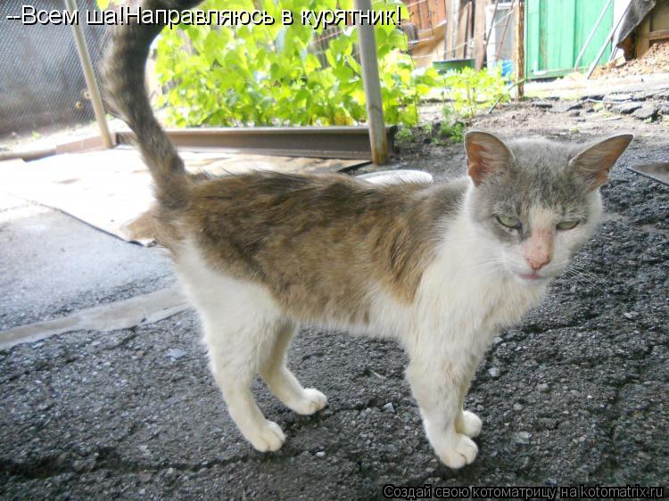 --Всем ша!Направляюсь в курятник!... Котоматрица: --Всем ша!Направляюсь в курятник!
